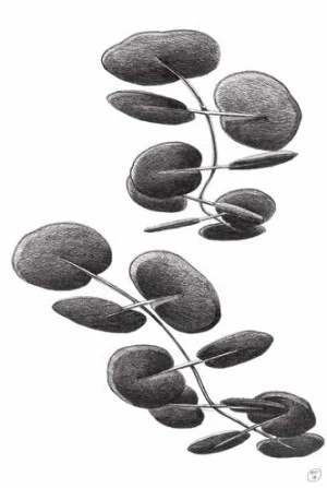 Caimi Botanica — Acoustic Solutions